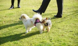 大狗最新爆料图片高清版,高清版图片揭秘神秘内容