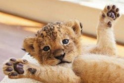 娱乐圈狮子和兔子的爆料,揭秘明星背后的真实故事