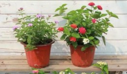 武汉菜价爆料视频最新