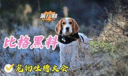 宠物黑料爆料视频下载,视频爆料背后的真相与反思