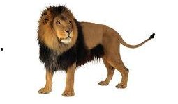 娱乐圈狮子和兔子的爆料,揭秘明星背后的真实故事